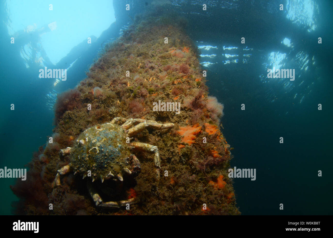 Seespinne Unterwasser unter Swanage Pier Stockfoto