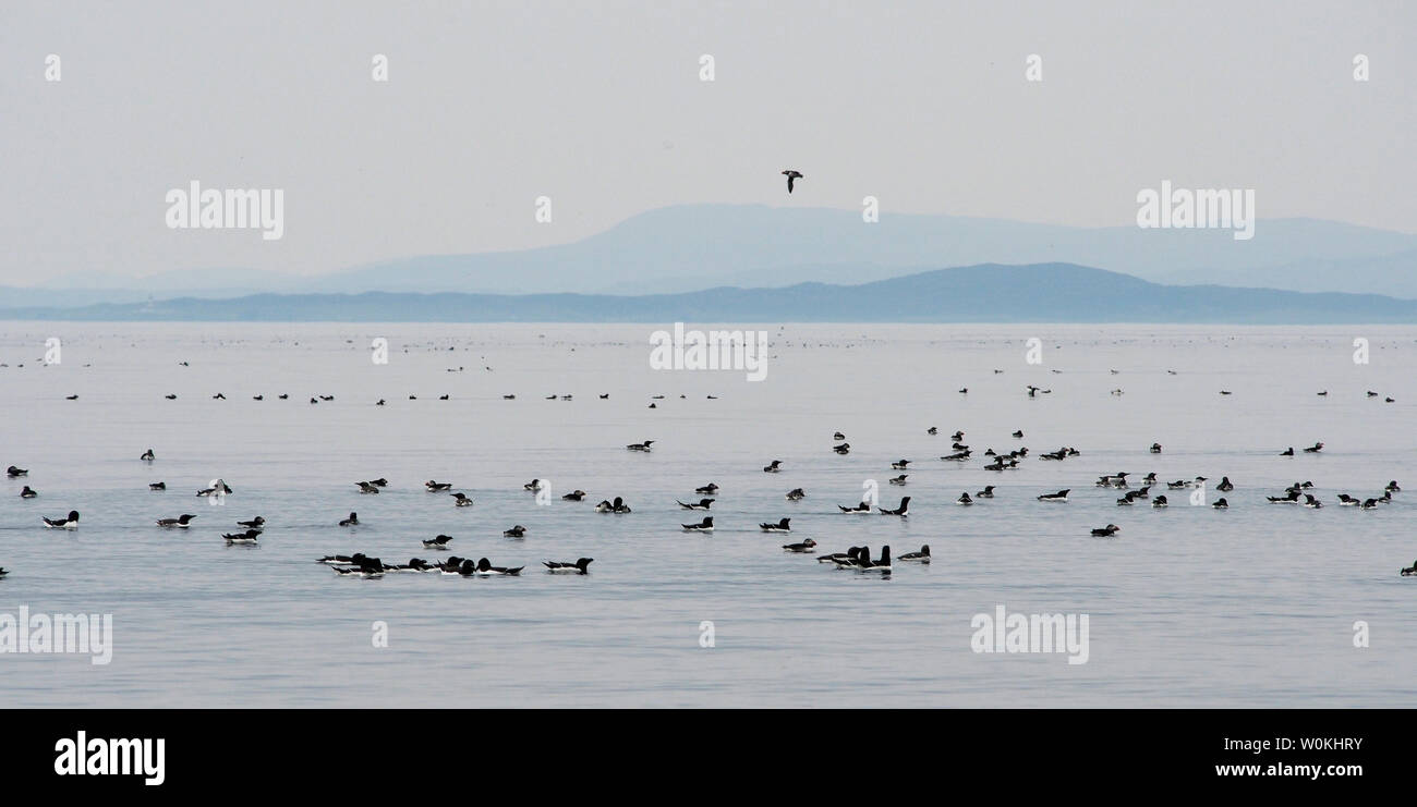 Papageientaucher, Trottellummen und tordalken aus Galta beag, Shiant Islands Stockfoto