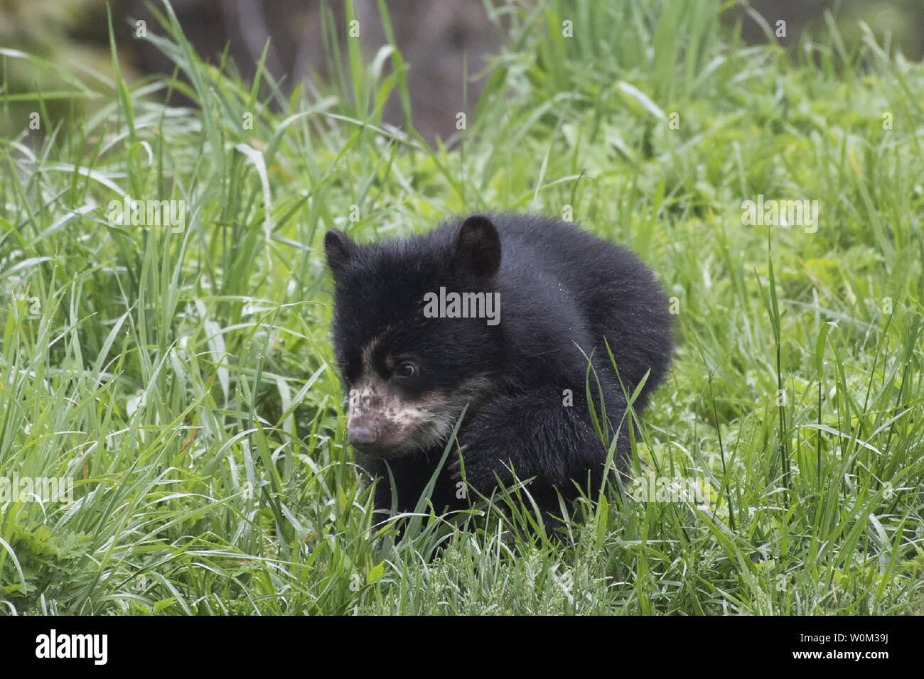 Ein männlicher Anden Bärenjunges, über dem Winter am WCS (Wildlife Conservation Society) Queens Zoo geboren, hat seinen ersten öffentlichen Auftritt, wie in diesem Foto am 4. Mai 2017 veröffentlicht. Die Cub ist der erste Anden tragen in New York City geboren. Der namenlose Cub wiegt jetzt 25 kg und ist bereit, in der Zoo Bär Lebensraum mit seiner Mamma zu erkunden. Andengemeinschaft Bären sind nur tragen die Tierarten, Südamerika. Sie werden auch als brillenbären Aufgrund der Aufschriften auf ihre Gesichter, die manchmal Gläser ähneln bekannt. Sie haben CHARAKTERISTISCHERWEISE kurze Gesichter und sind relativ klein im compariso Stockfoto