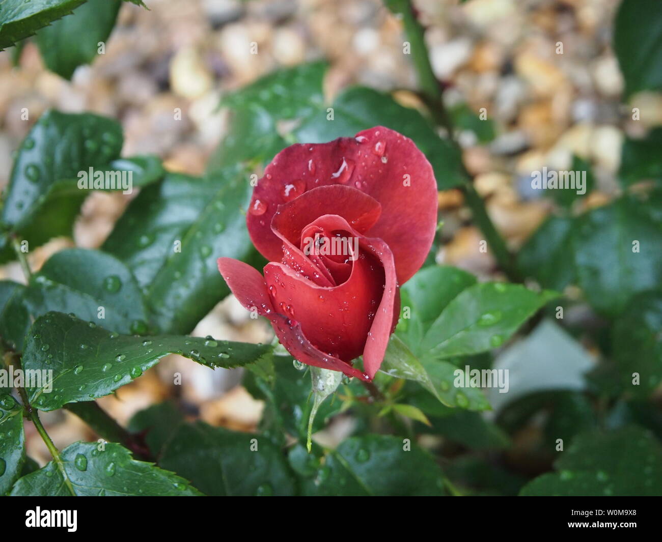 Rose "heiße Schokolade" in Blume Stockfoto