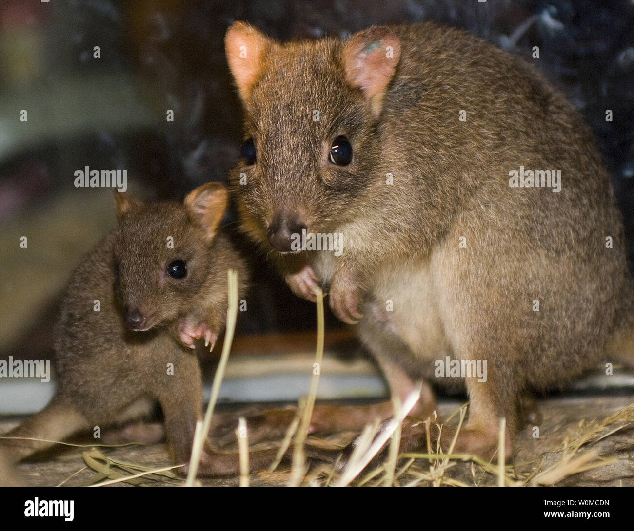 Nachdem im Beutel der Mutter für mehr als drei Monate, eine vom Aussterben bedrohte Bürste - bettong Joey am Lincoln Park Zoo in Chicago tailed schließlich entstanden am 5. Juni 2008. Dieses winzige Beuteltier, wiegt nur 2 oder 3 Pfund, wenn völlig gewachsen ist native zur südwestlichen Australien. Diese seltene Spezies war fast in der Wildnis ausgestorben, die von den frühen 1900er Jahren aufgrund der Dezimierung durch eingeführte Tiere wie Katzen, Ratten und Füchsen. Glücklicherweise gelungen, Zuchtprogramme und Wiederherstellung werden bereits Anstrengungen unternommen, um das Überleben von Arten zu gewährleisten. (UPI Foto/Greg Neise/Lincoln Park Zoo). Stockfoto