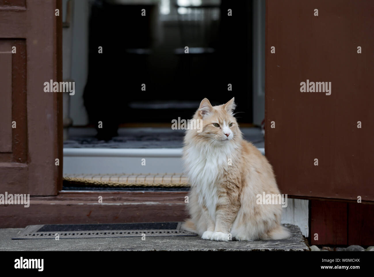 Eine große und starke Norwegische Waldkatze männlichen sitzen auf einer Tür Stockfoto