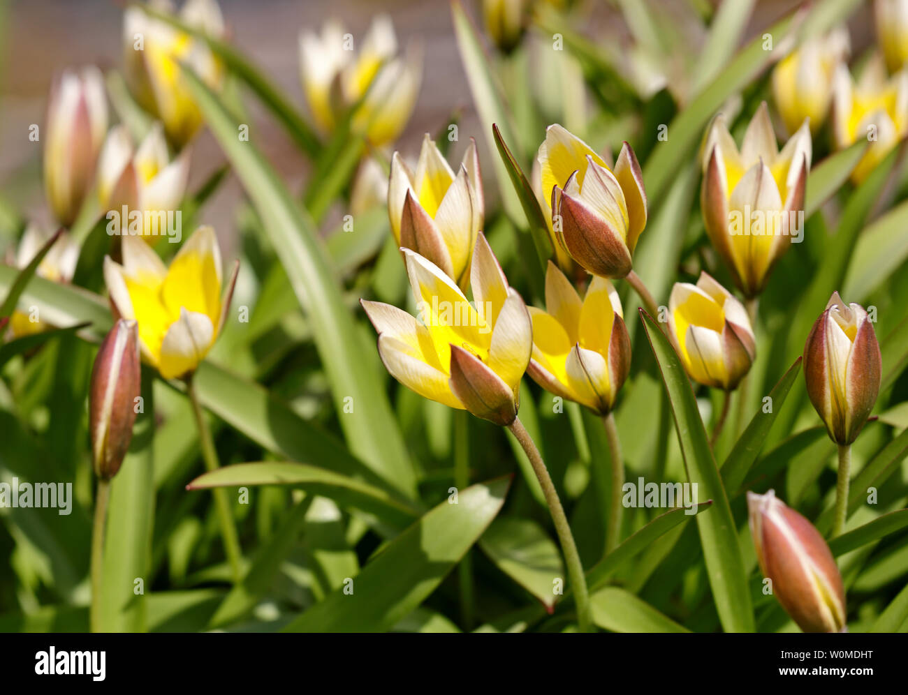 Wilde Tulpen blühen bunte Blumen im Frühling Stockfoto
