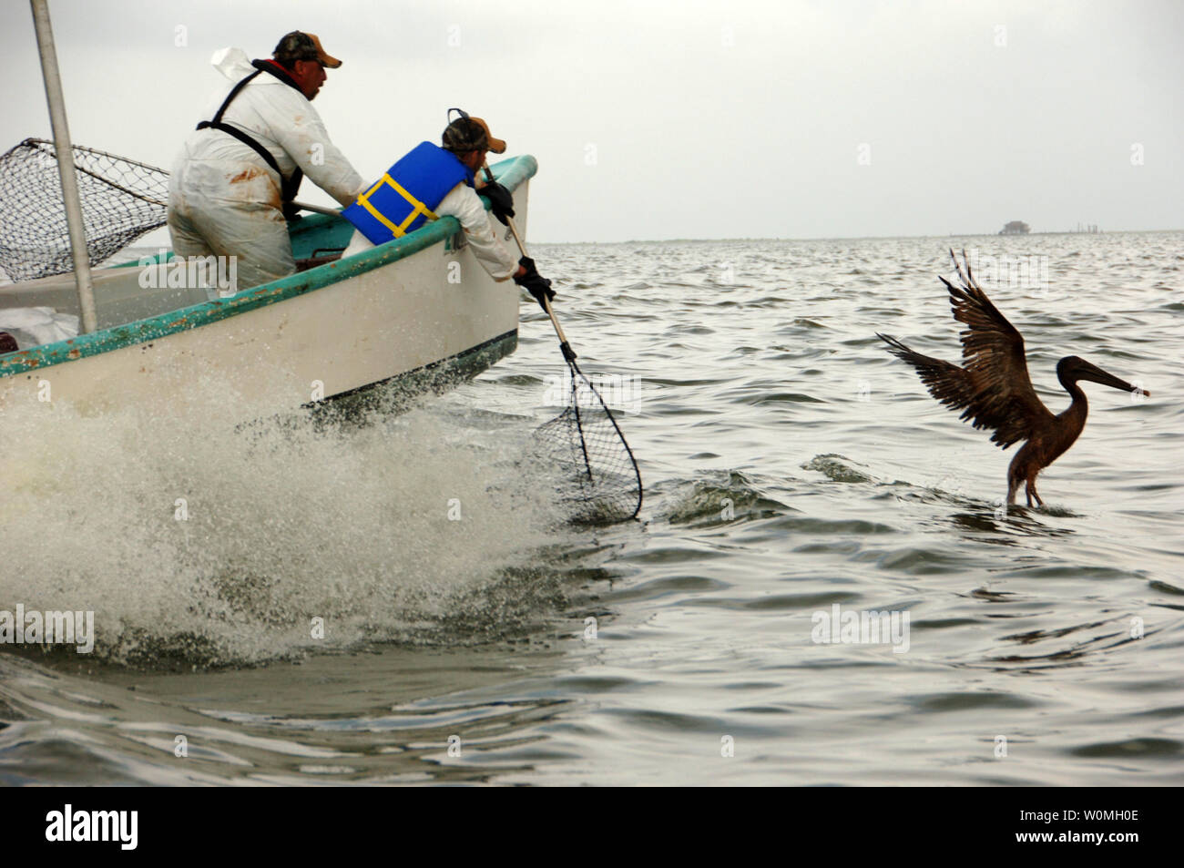 Carl Pellegrin (links) der Louisiana Abteilung der Wildnisses und der Fischereien und Tim Kimmel der US-Fisch und Wildlife Service vorbereiten zum Net eine geölte Pelican in Barataria Bay, La., Samstag, 5. Juni 2010. Die Pelican wurde erfolgreich verrechnet und an eine Einrichtung auf Grand Isle, Louisiana. transportiert, zur Stabilisierung vor dem Fort Jackson geölt Wildlife Rehabilitation Centre in Venedig, La., für die Reinigung. Bundes- und Wildlife agenturen kooperieren in der Gulf Coast Wildnis durch die Deepwater Horizon Ölpest betroffenen zu retten. UPI/John Miller/USA Küstenwache Stockfoto