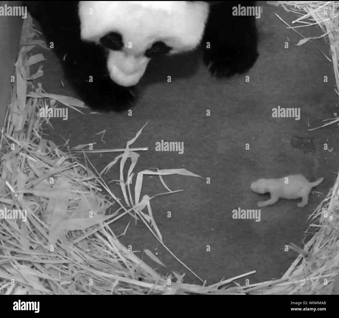 Mutter panda Mei Xiang (Mai - SHONG) wacht über Ihr neugeborenes Cub in diesem Foto, das von der Smithsonian National Zoo am 5. September 2013 veröffentlicht. Wissenschaftler in der Mitte des Smithsonian Erhaltung der Biologie Institut für Erhaltung und Evolutionäre Genetik bestätigt, dass der Panda cub an der National Zoo geboren 12.08.23 weiblich ist. Eine DNA-Analyse ergab, dass der Zoo's Panda Tian Tian (t-YEN t-YEN) Trainingsgeländes der Vater ist. Wissenschaftler bestätigten auch die zweite stillborn cub Mei Xiang am 12.08.24. Auch eine Frau war, und auch von Tian Tian. Die Jungen waren zweieiige Zwillinge. Mei Stockfoto