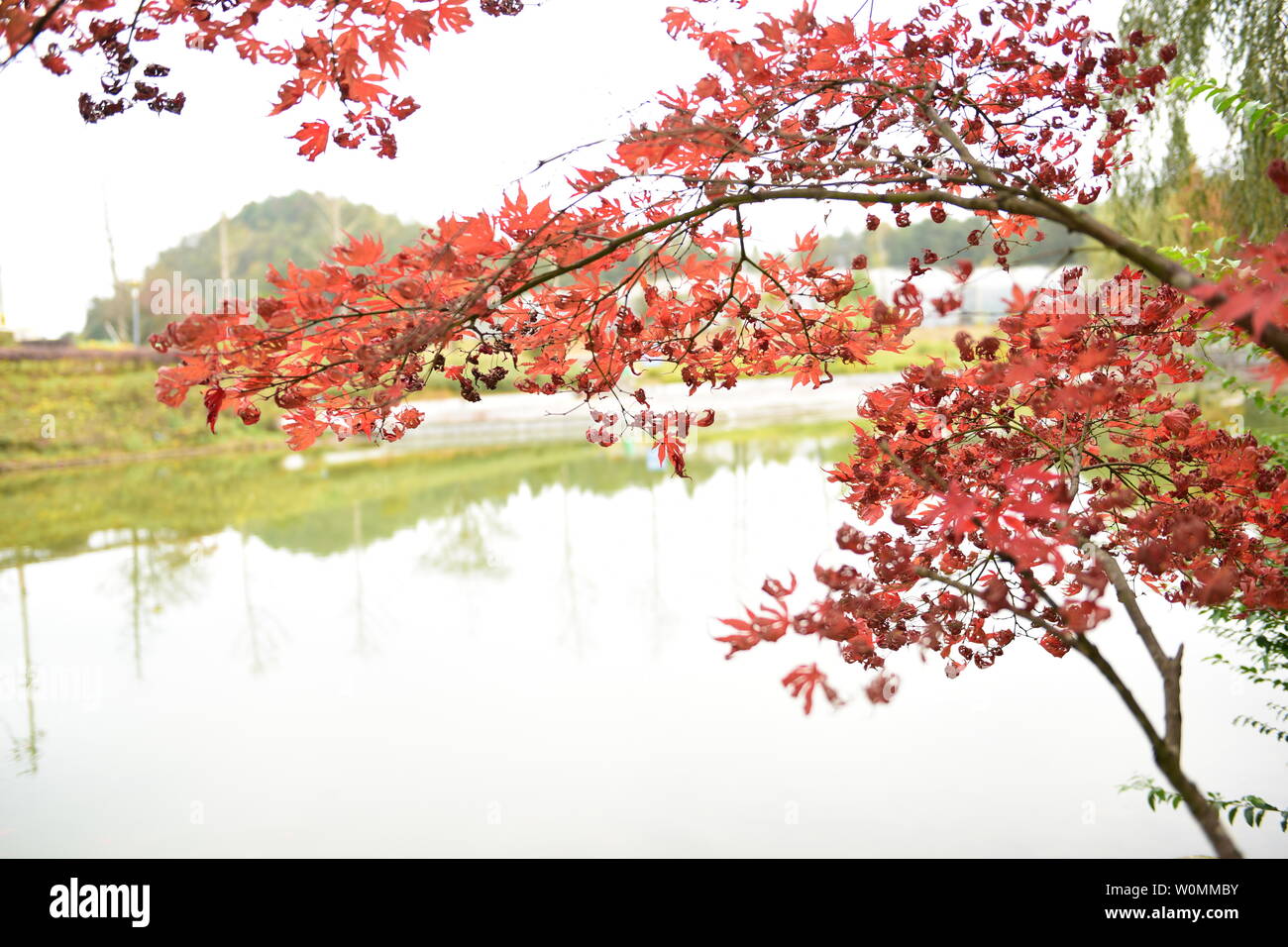 Schöne rote Blätter im Herbst Stockfoto