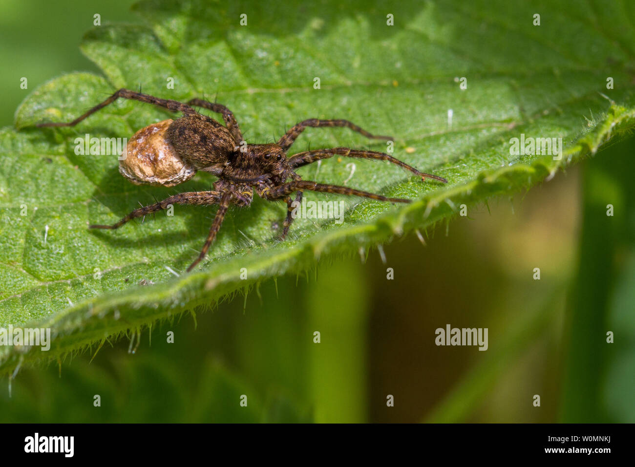 Weibliche beschmutzt wolf spider, Pardosa amentata, die ihr Ei sac unter ihrem Bauch auf einem Blatt in der Sonne sitzend, Großbritannien Stockfoto