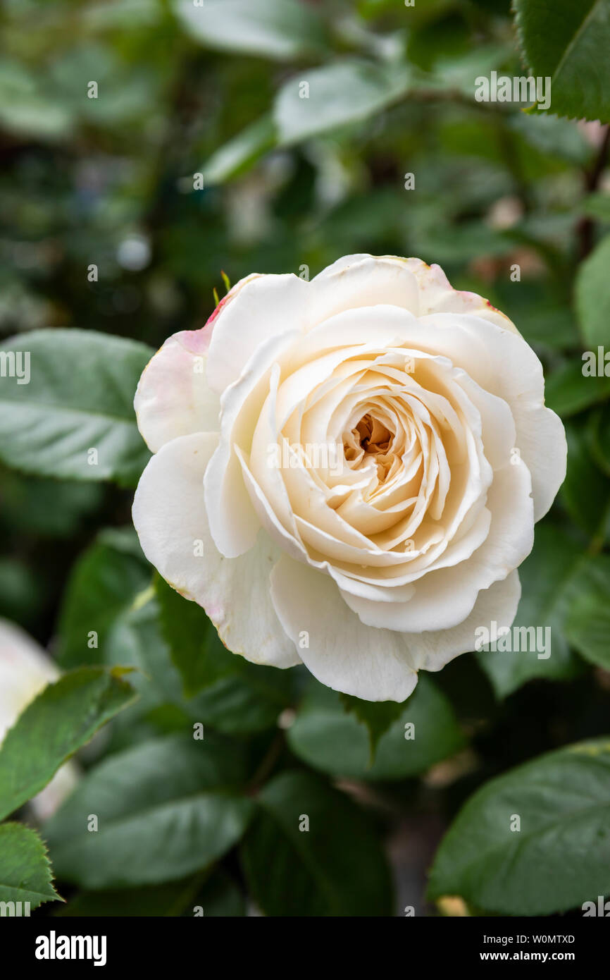 Nahaufnahme von einem weißen Ruhe Rose Blüte in einem Englischen Garten Stockfoto
