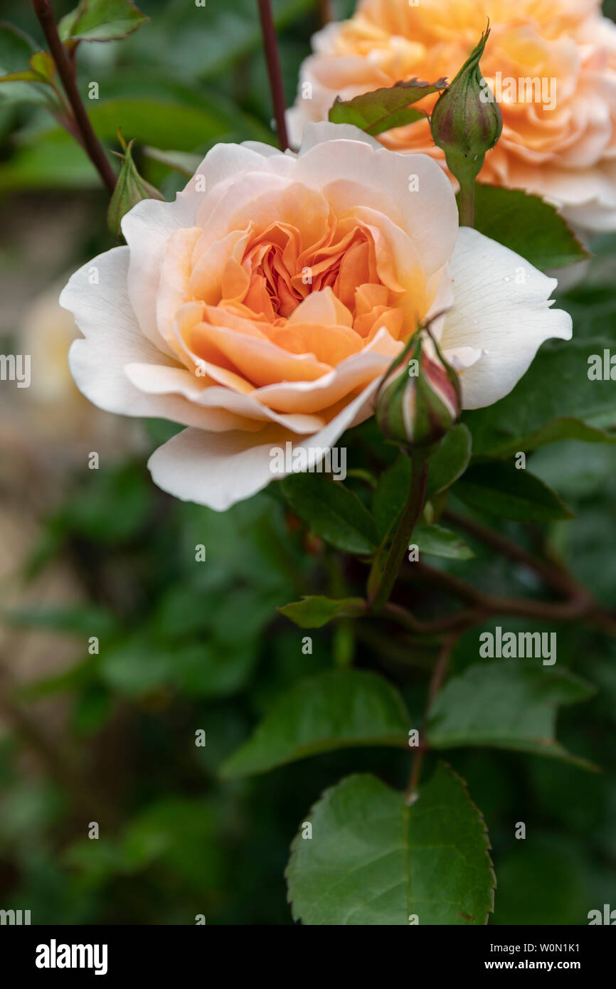 Nahaufnahme einer Aprikosenrose - Rosa Port Sonnenlicht blühend in einem englischen Garten Stockfoto