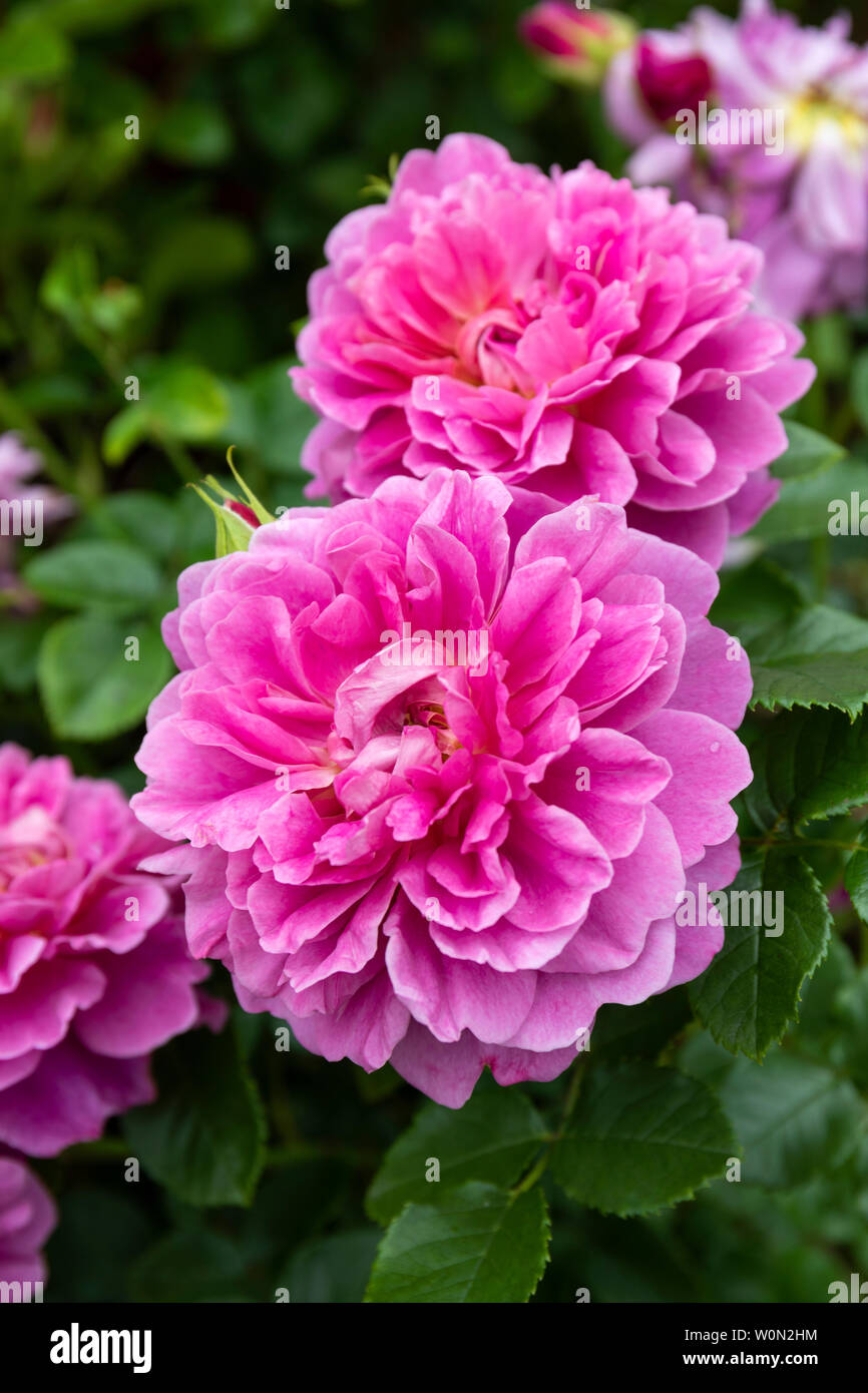 Nahaufnahme der rosa Strauchrose - Rosa ‘Prinzessin Anne’ blüht in einem englischen Garten Stockfoto