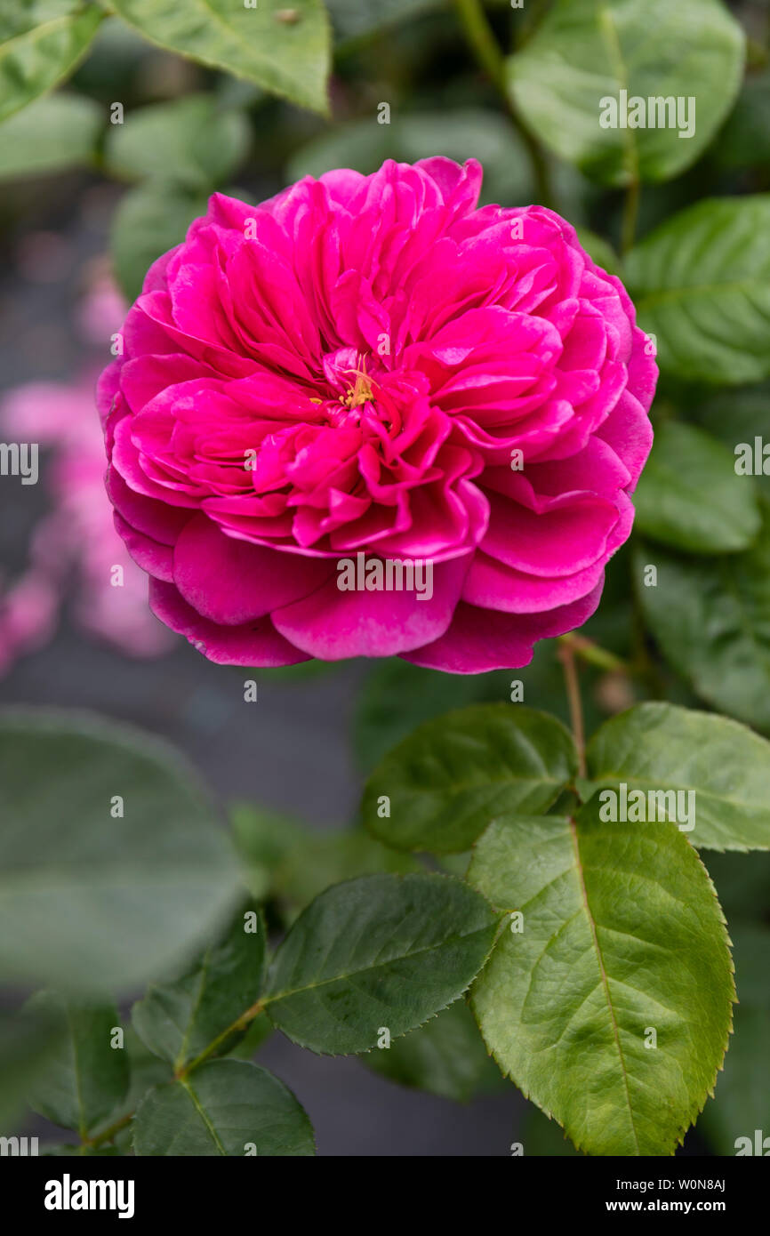 Nahaufnahme einer tiefen rosa Rose Englische Alte Rose namens Rosa James L. Austin, die im Sommer in einem englischen Garten blüht Stockfoto
