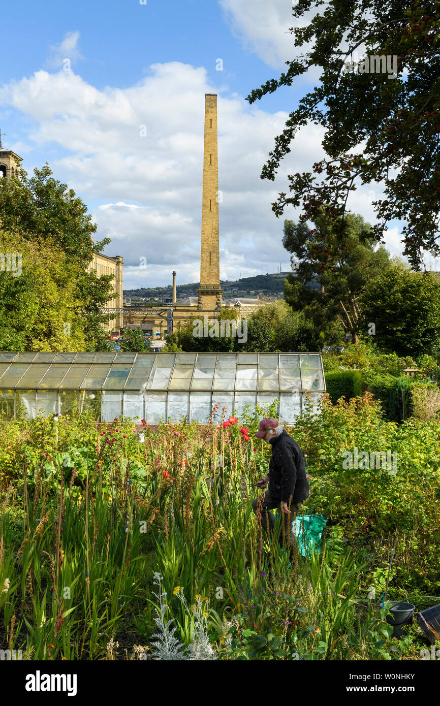 Mann bei der Arbeit (Gartenbau) am malerischen städtischen Kleingarten (Gewächshaus & hoch aufragenden Salze Mühle Schornstein, Jenseits) - Saltaire, West Yorkshire, England, UK. Stockfoto