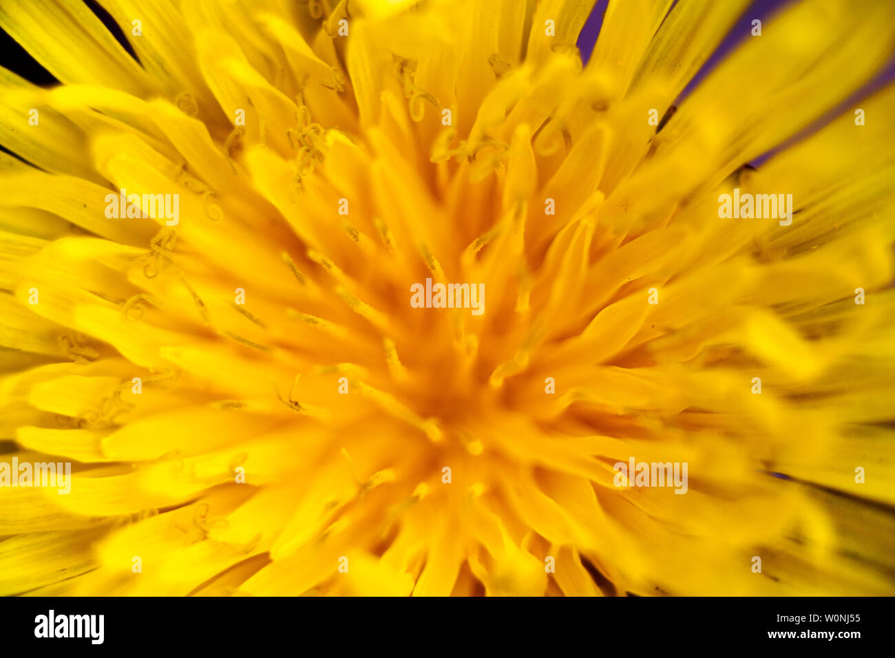Blow up wilde Blume taraxacum Makro Hintergrund Fine Art Drucke in hoher Qualität Stockfoto