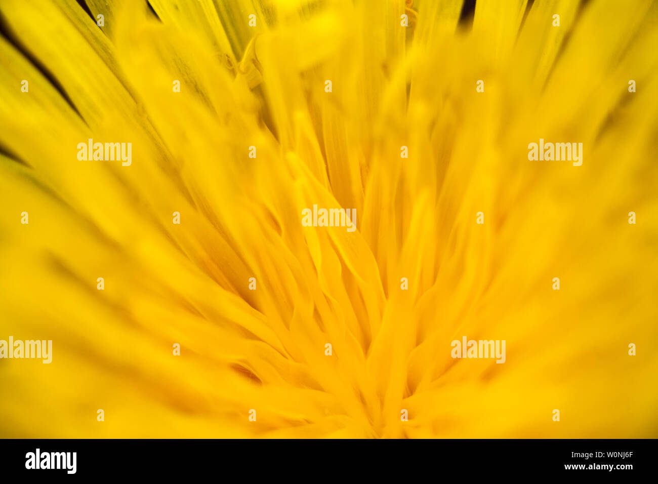 Blow up wilde Blume taraxacum Makro Hintergrund Fine Art Drucke in hoher Qualität Stockfoto
