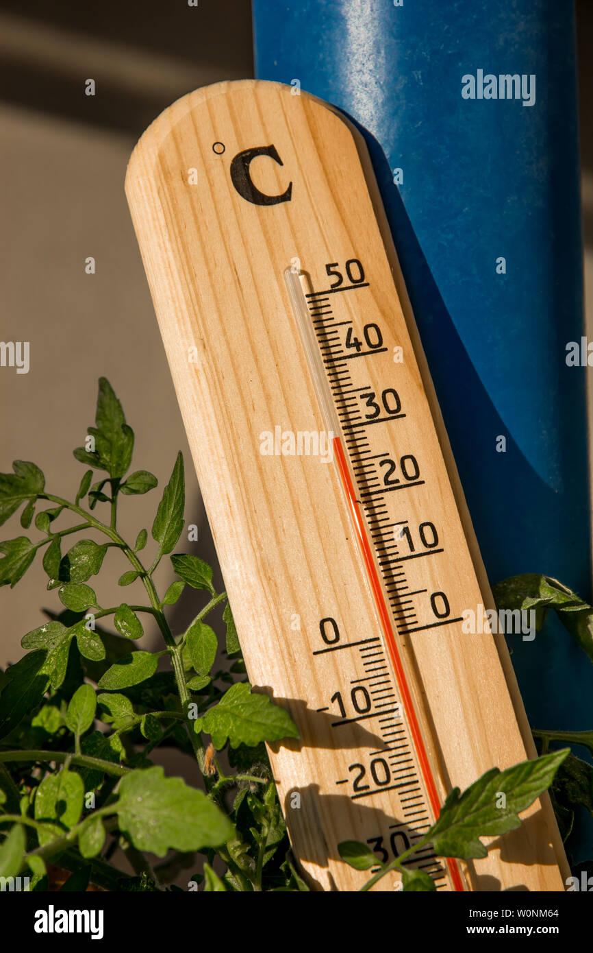 Thermometer mit Grüne Pflanze bei Sommerhitze Wetter Stockfoto