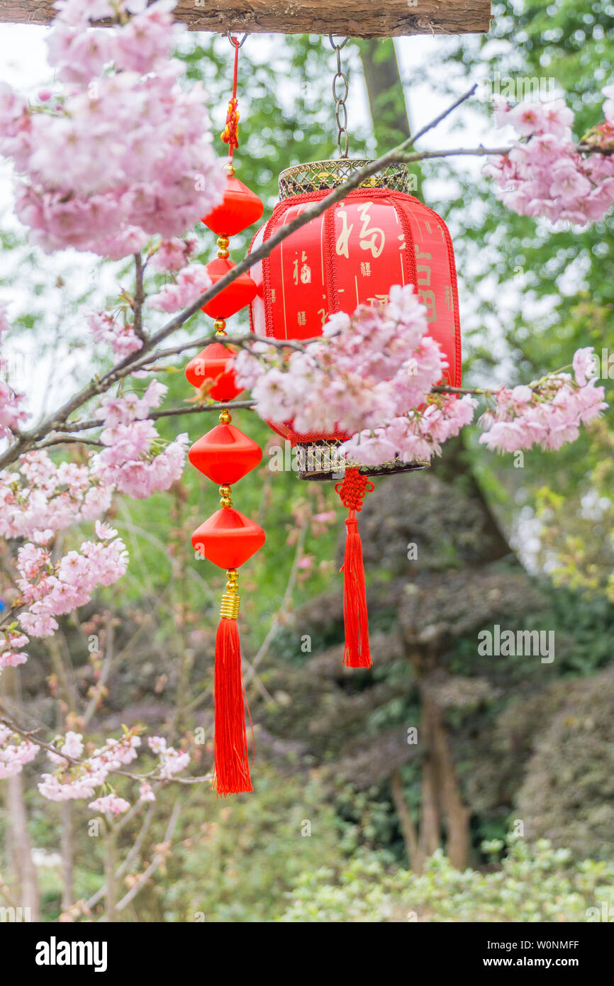 Rote Laternen und Kirschblüten im Park Stockfoto