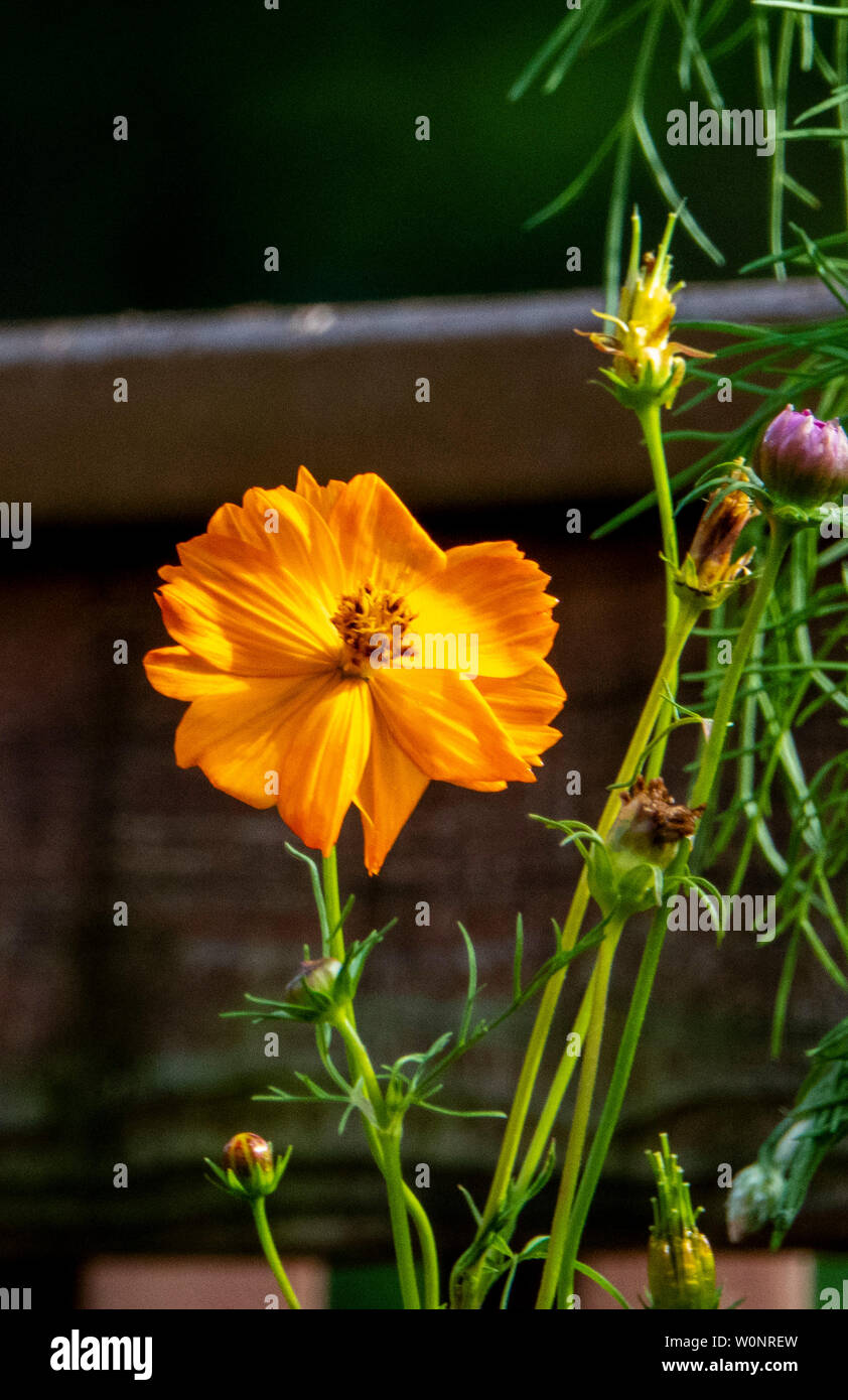 Ein Hauch von Orange Stockfoto