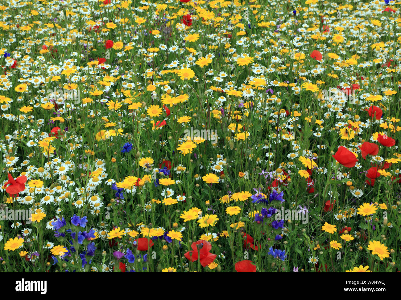 Wildflower garden, Mohn, Kornblume, Daisy, Mohn, Kornblumen, Gänseblümchen, Hunstanton in voller Blüte, Norfolk, England, Großbritannien Stockfoto