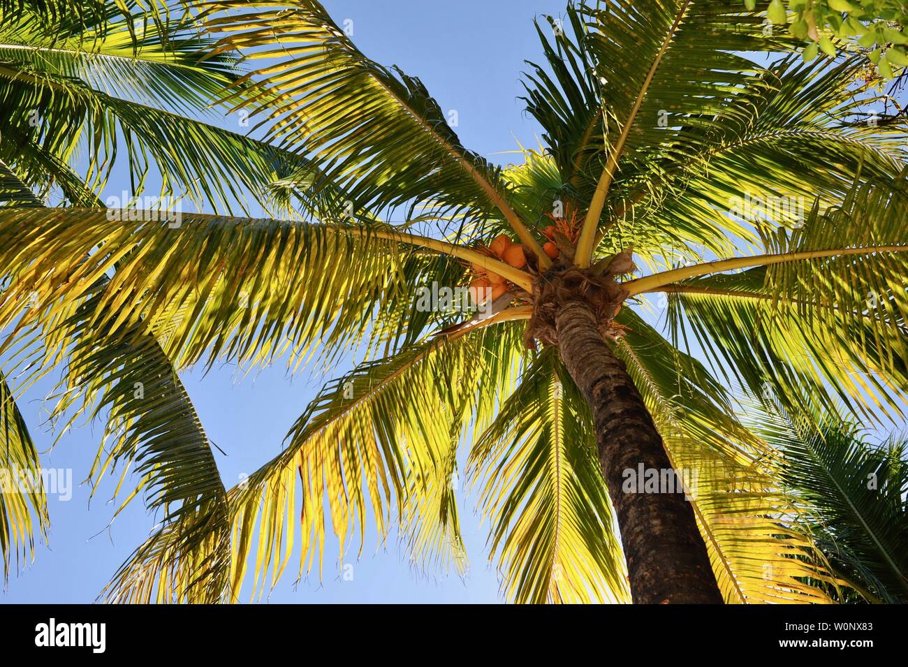 Blick vom Boden, aus der Nähe von Kokospalmen, Tree Tops, mit Sonnenschein bei Sonnenuntergang, suchen, Florida Keys, Florida, USA Stockfoto