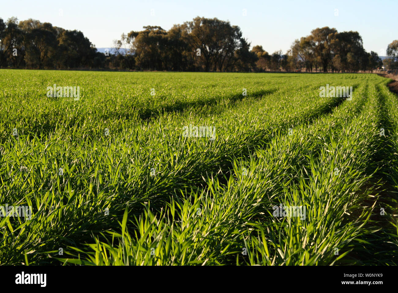 Bauernhof auf der Liverpool plains Northern nsw Stockfoto
