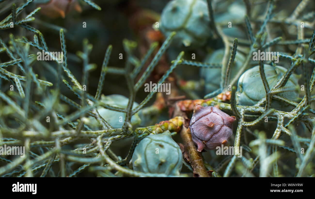 Schließen Sie bis zu einem Baum details Stockfoto