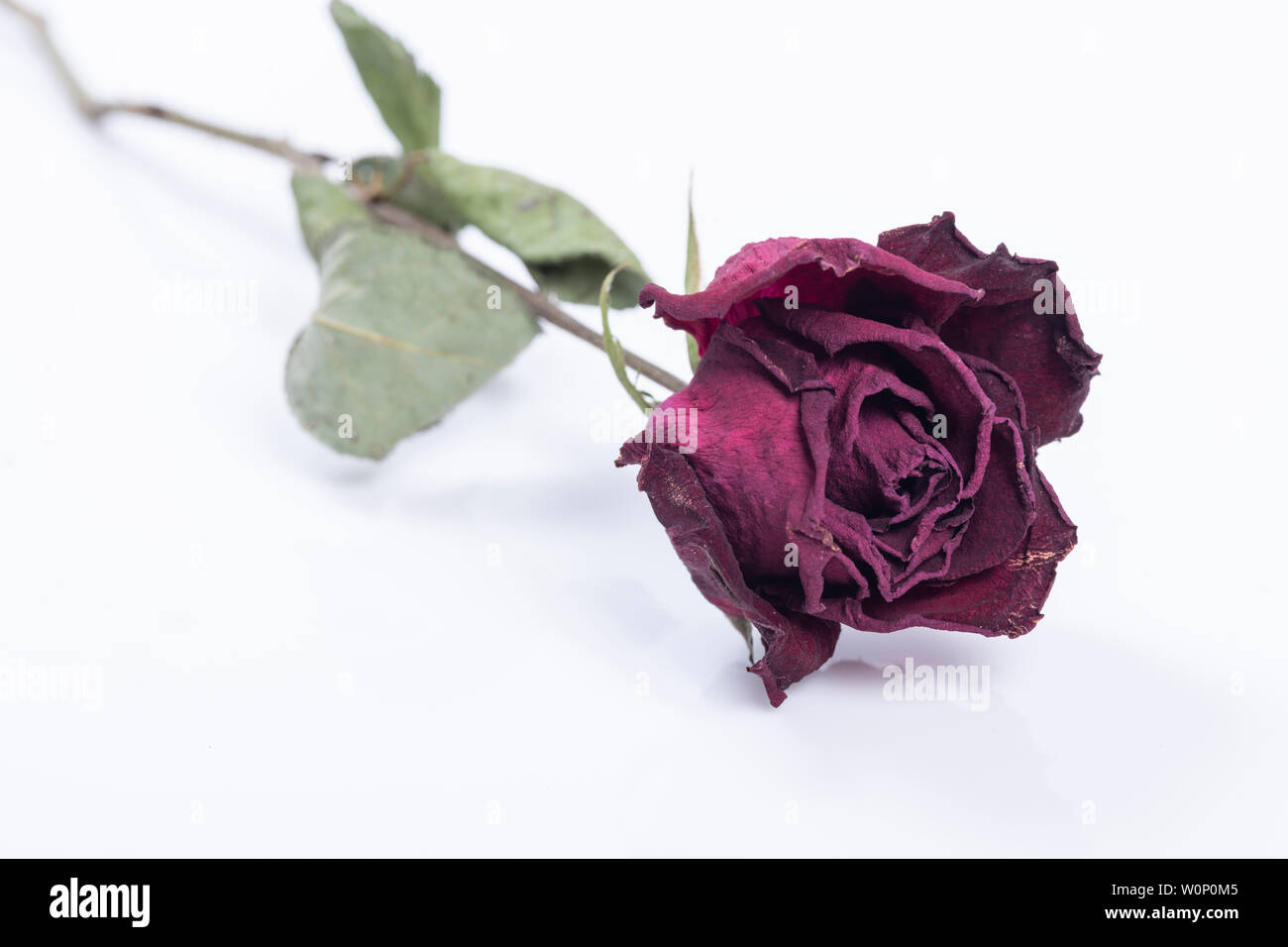 Die welke rose. Stockfoto
