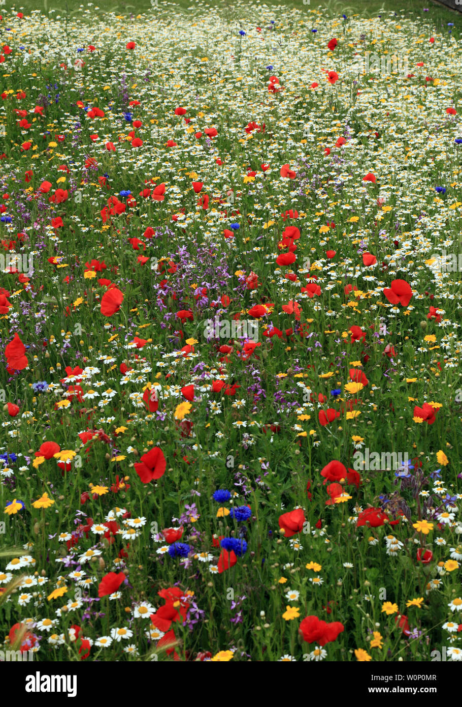 Wildflower garden, Mohn, Kornblume, Daisy, Mohn, Kornblumen, Gänseblümchen, Hunstanton in voller Blüte, Norfolk, England, Großbritannien Stockfoto