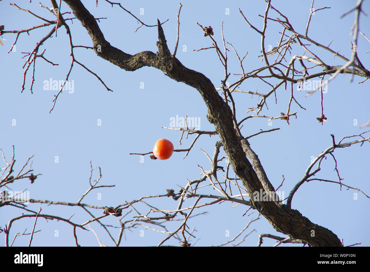 Persimone persimone Baum auf ein. Stockfoto