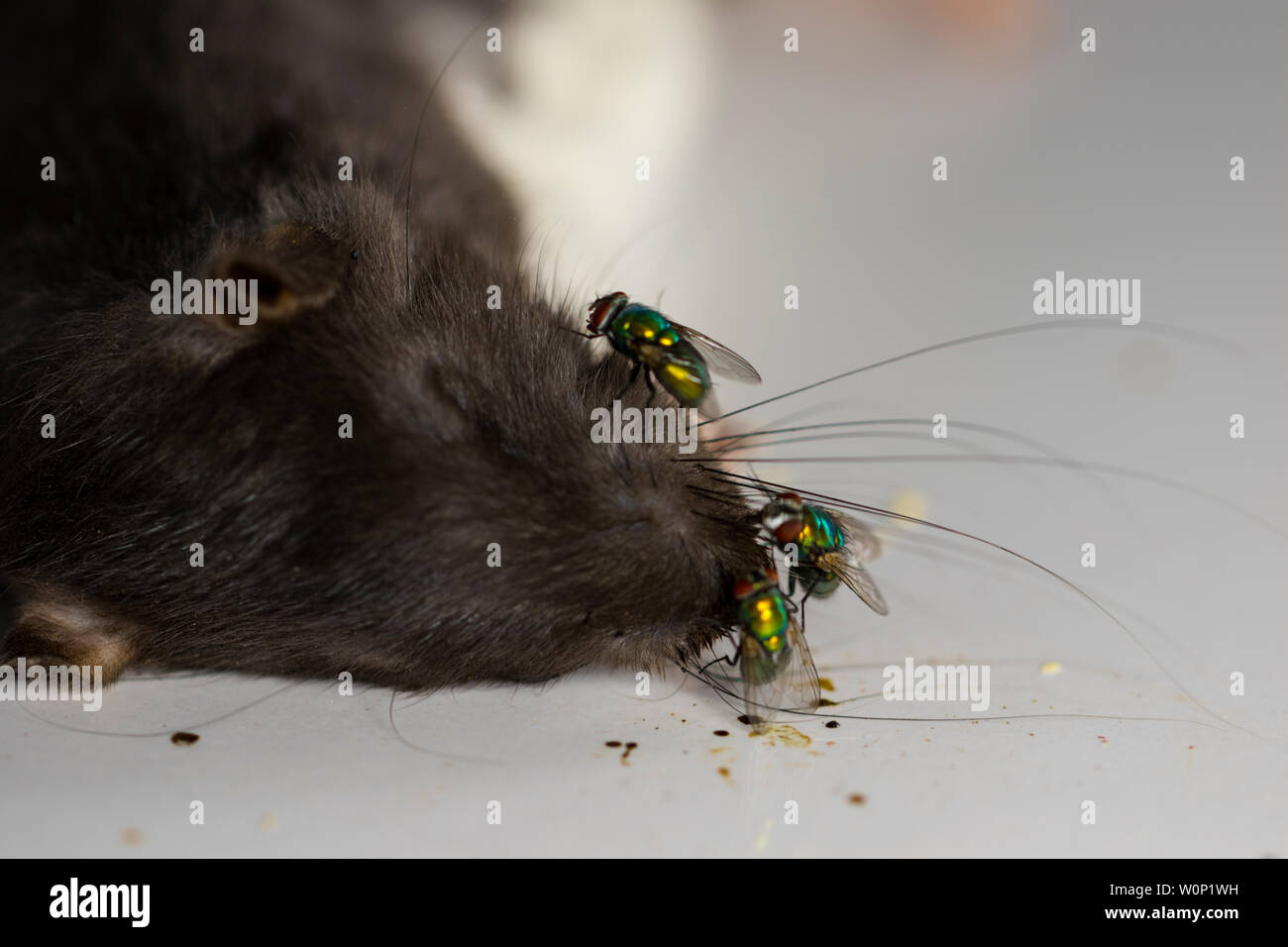 Tote Ratte mit Fliegen Zersetzung Stockfoto