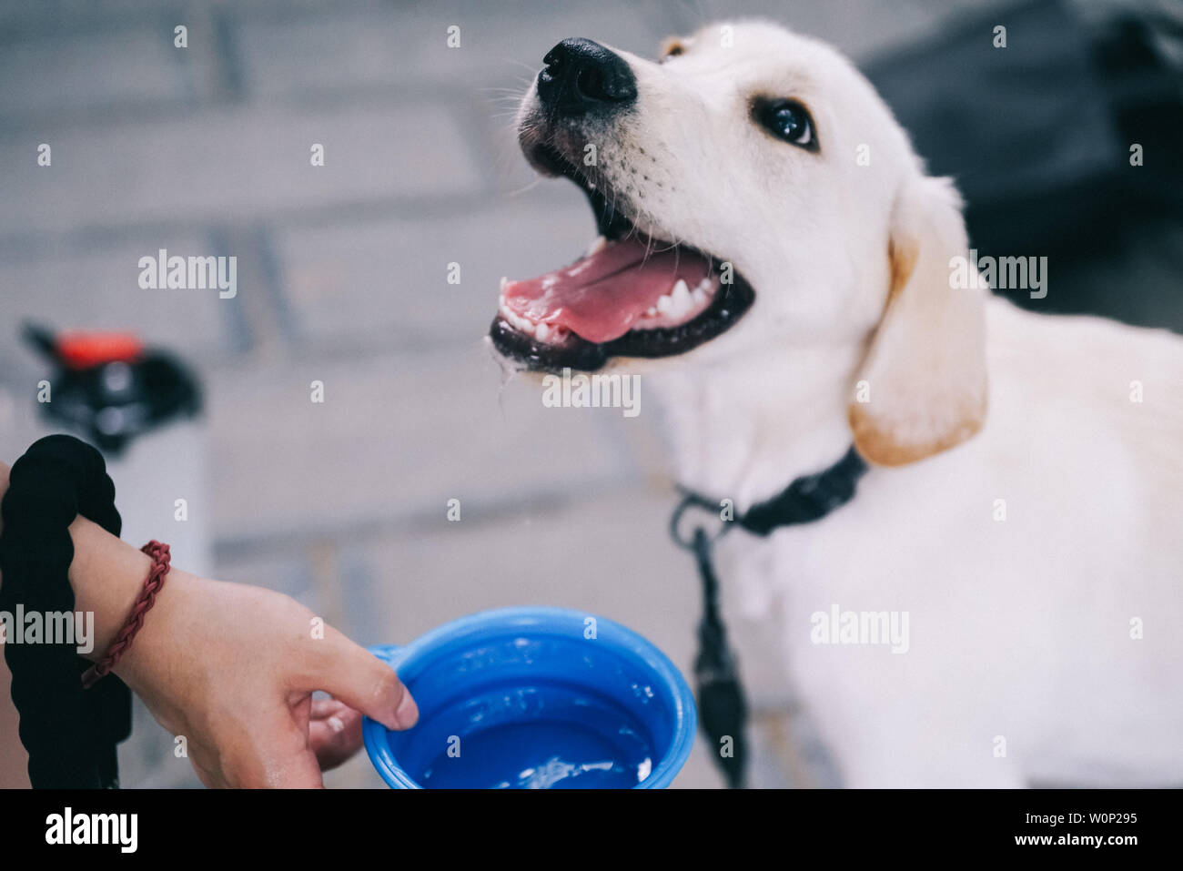 Hund, Porträt, niedlich, Person, Mädchen, eine, Spaß, Hunde, Haustier, Säugetier, Frau, lustig, Augen, Liebe, Hund, Tier, Erwachsene, Straße, Schwarz und Weiß, im Winter Stockfoto