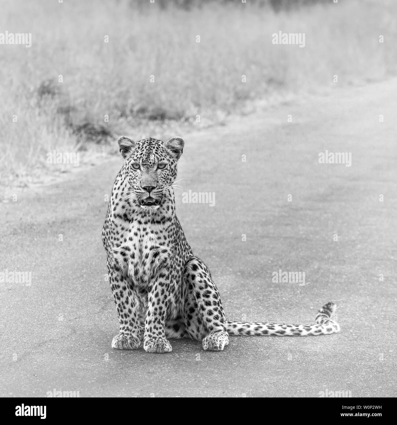 Leopard auf der Straße in den Krüger National Park, Südafrika; Specie Panthera pardus Familie der Felidae Stockfoto