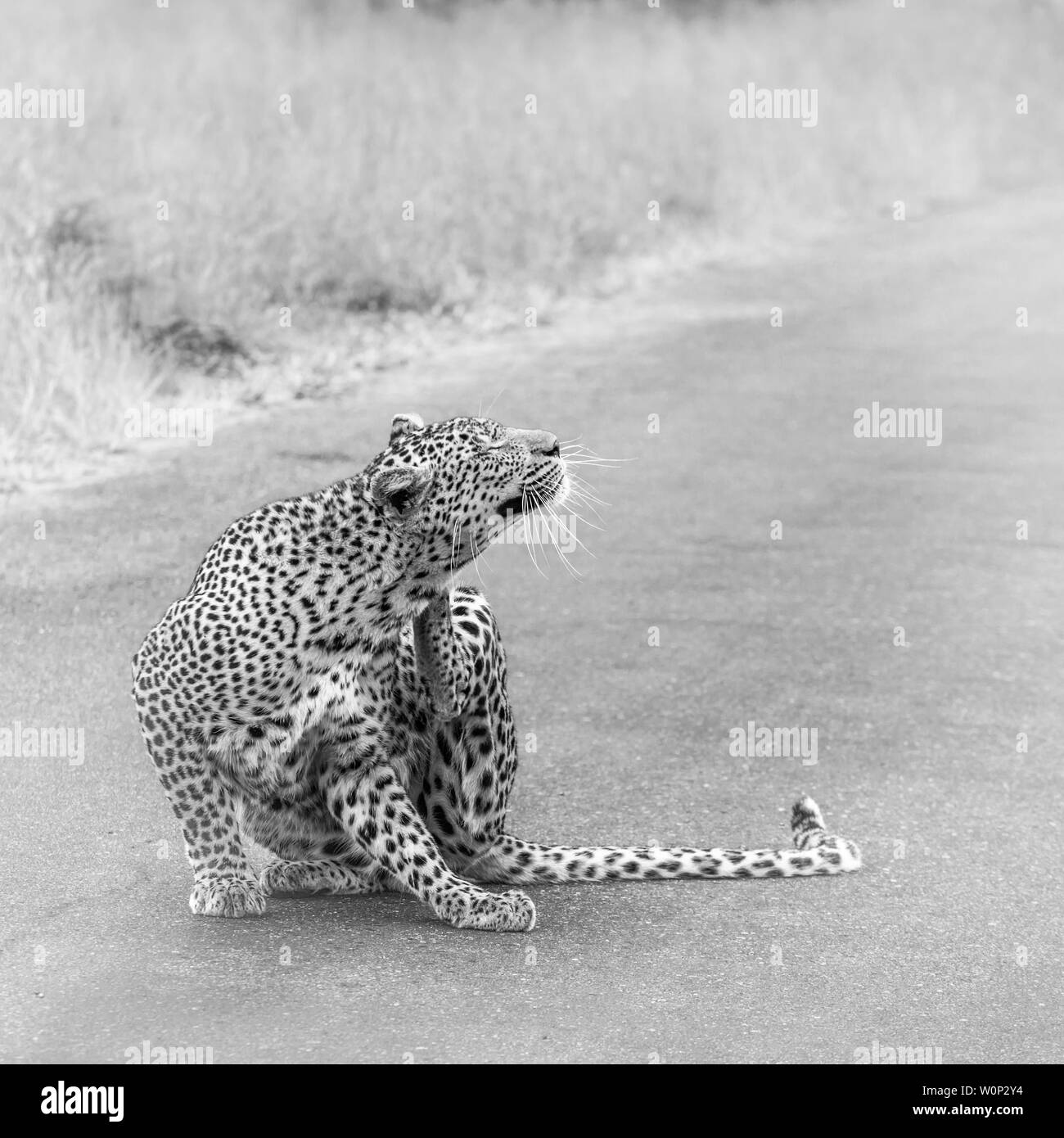Leopard Kratzen auf der Straße in den Krüger National Park, Südafrika; Specie Panthera pardus Familie der Felidae Stockfoto