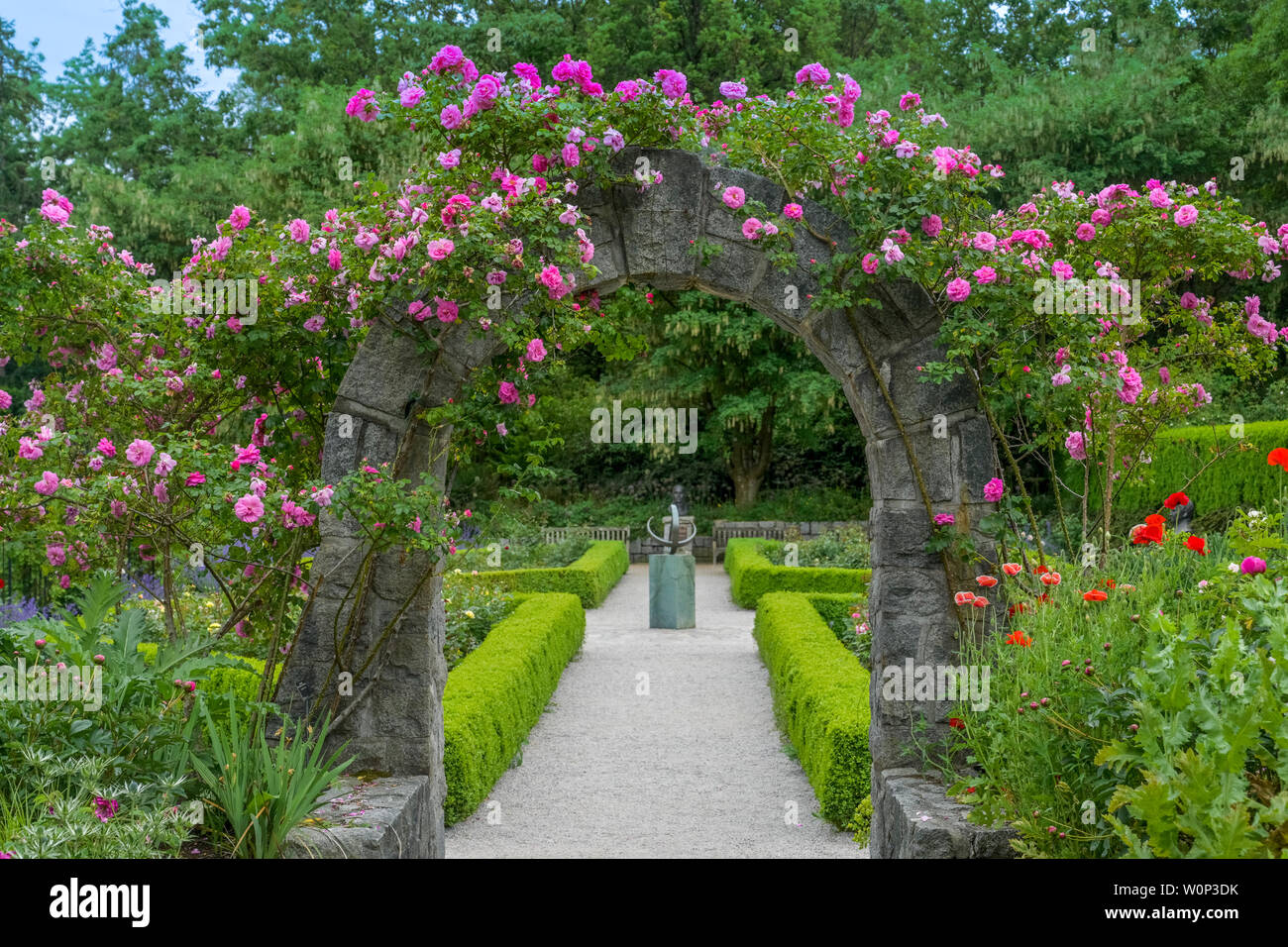 Rose Dorn, Rosengarten, VanDusen Botanical Garden, Vancouver, British  Columbia, Kanada Stockfotografie - Alamy