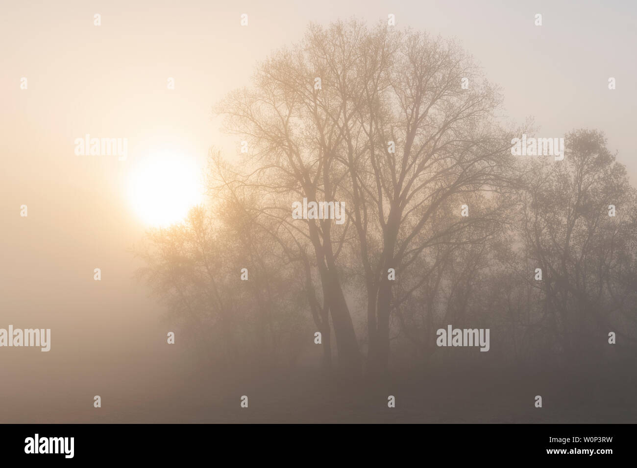 Sunrise, Wald eingehüllt in Nebel, Anfang Mai, im Osten der USA, von Dominique Braud/Dembinsky Foto Assoc Stockfoto