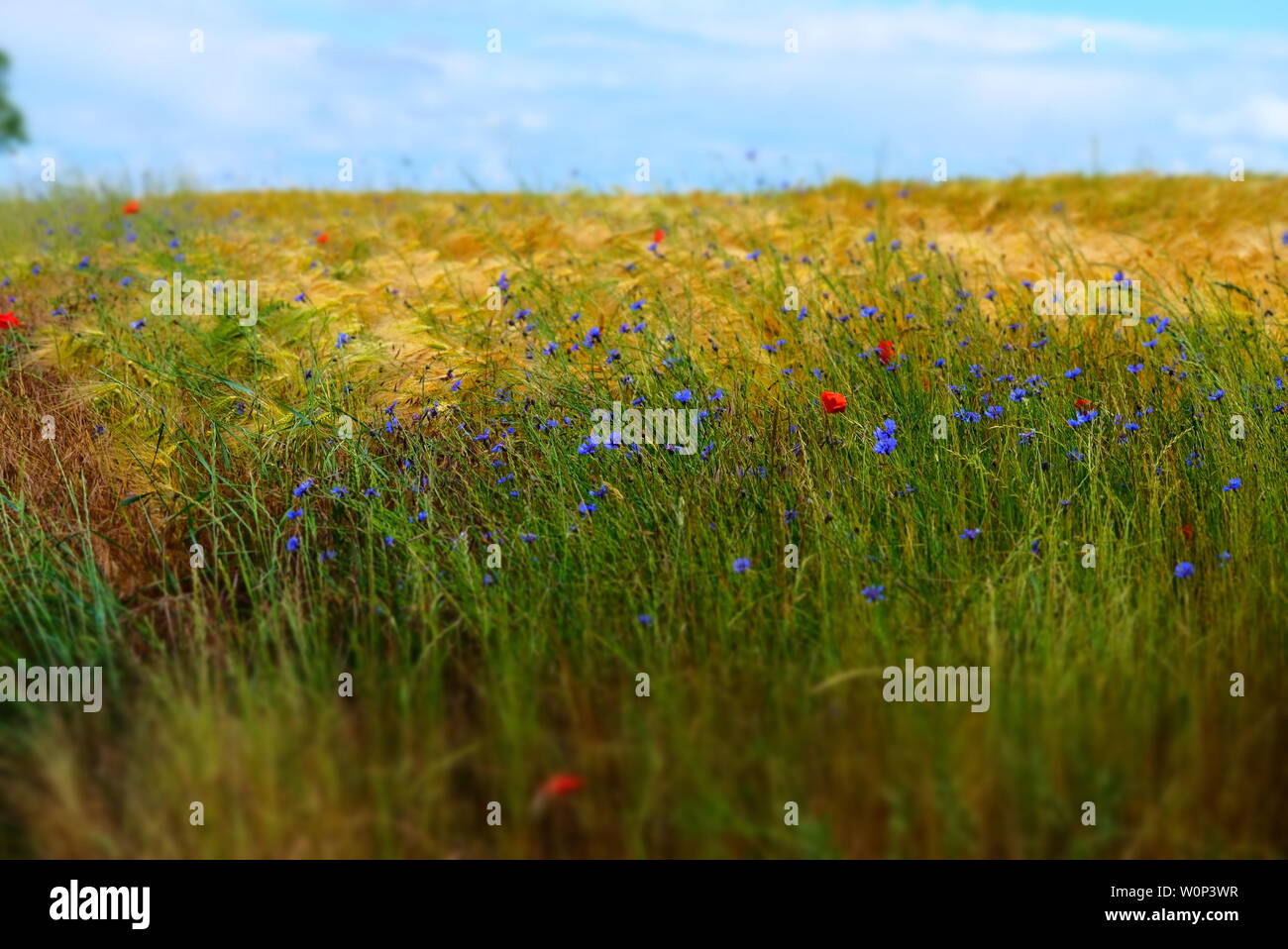 Mohn im grünen Feld mit Weizen im Frühjahr mit blauem Himmel in Frankreich Stockfoto