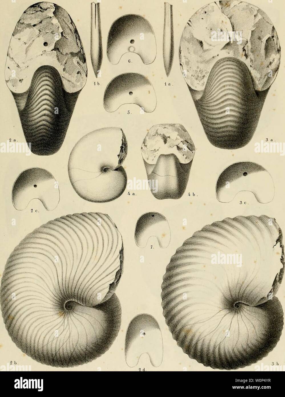 Archiv Bild von Seite 10 der Beschreibung des Mollusques Fossilien qui. Beschreibung des Mollusques Fossilien qui se trouvent dans les grès Verts des Umgebung de Genève descriptiondesmo 01 pict Jahr: 1847-1853 PI. 1. JÎCLÔler ad-nai.dtL U luJ,. Xah SchmidÀ Gtnift Fi.l, Belemniten minimus. Fi. 2, Nautilus Neckerianus. Abb. 3. N. Saussnreanus. Fi.4. N. lihodani. Fi. S bei der 7. Cloisons de Nautiles. Stockfoto
