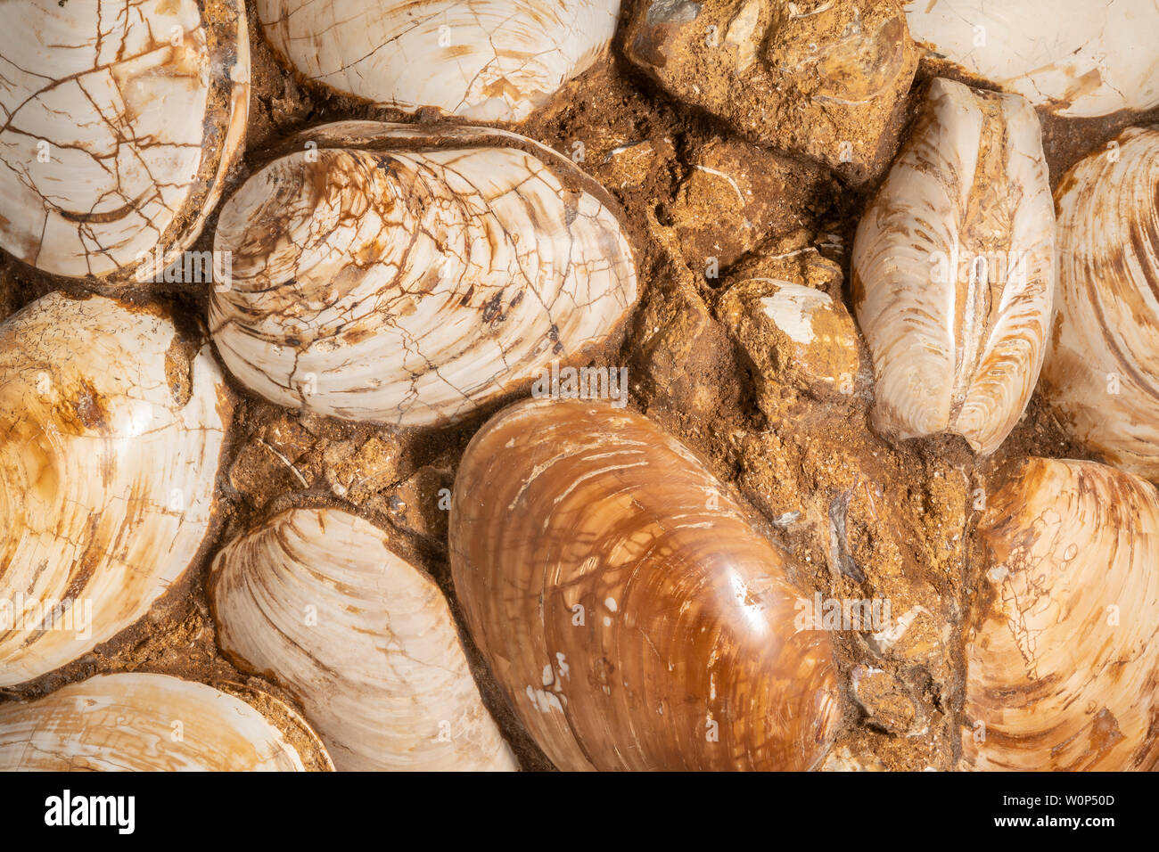 Versteinerte Muscheln, mit freundlicher Genehmigung von ZRS Fossilien, von Dominique Braud/Dembinsky Foto Assoc Stockfoto