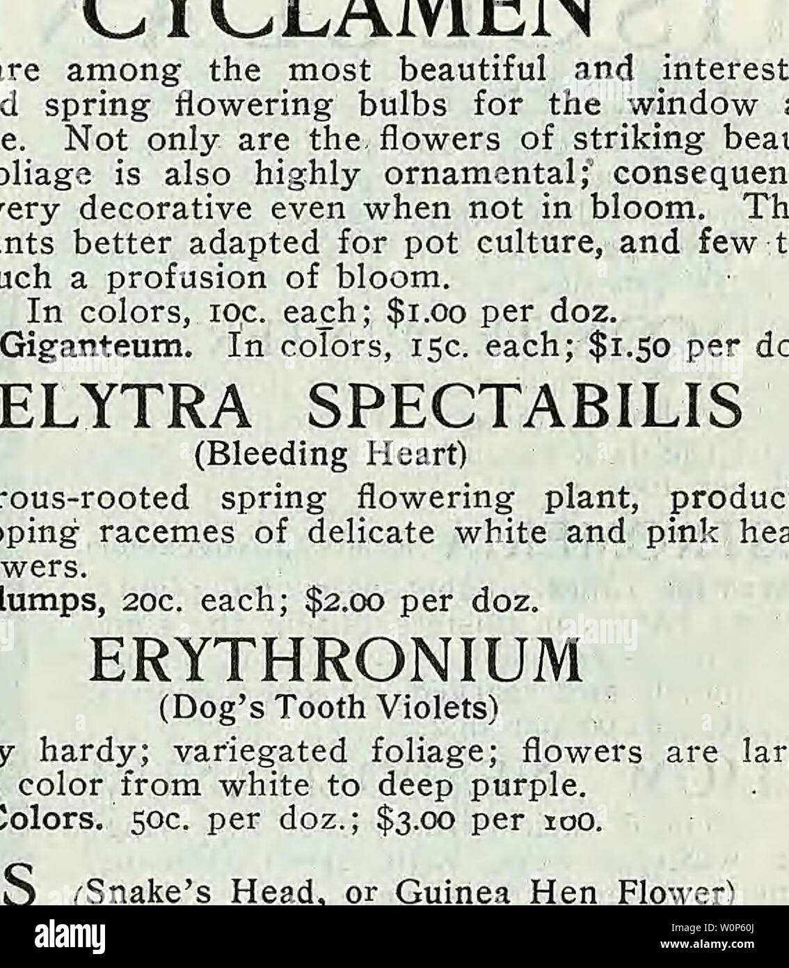 Archiv Bild von Seite 15 der beschreibenden Katalog von Gemüse, Blumen,. Beschreibender Katalog der Gemüse, Blumen und Samen Descriptivecata 00 WeebE Jahr: 18 uu KATALOG VON KNOLLEN, WURZELN UND SAMEN 15 für Innen IXIAS Hälfte - hardy Glühbirnen, sind sehr dekorative für Kultur, oder im Freien in gut geschützten Grenzen Sorten, 20 c pro dtz.; $ 1,00 pro 100. LEUCOJUM VERNUM (Märzenbecher) früh blühende Pflanze, die wie die Schneeglöckchen, sondern um höheres Wachstum, rein weißen Blüten. 30 c pro dtz.; $ 2,00 pro 100. (MONTBRETIAS bereit im November) Hardy, Sommer - Blüte, Zwiebelgewächse, mor Stockfoto