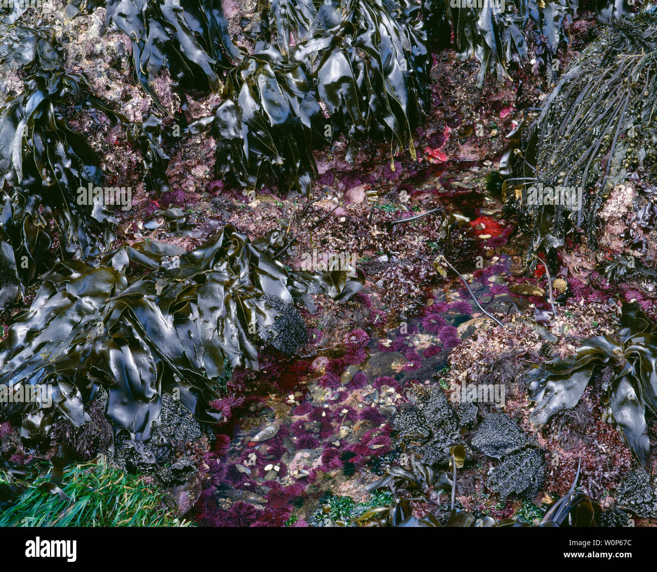 USA, Washington, Olympic National Park, Ebbe enthüllt purple Seeigel und riesigen roten Seeigel. Stockfoto