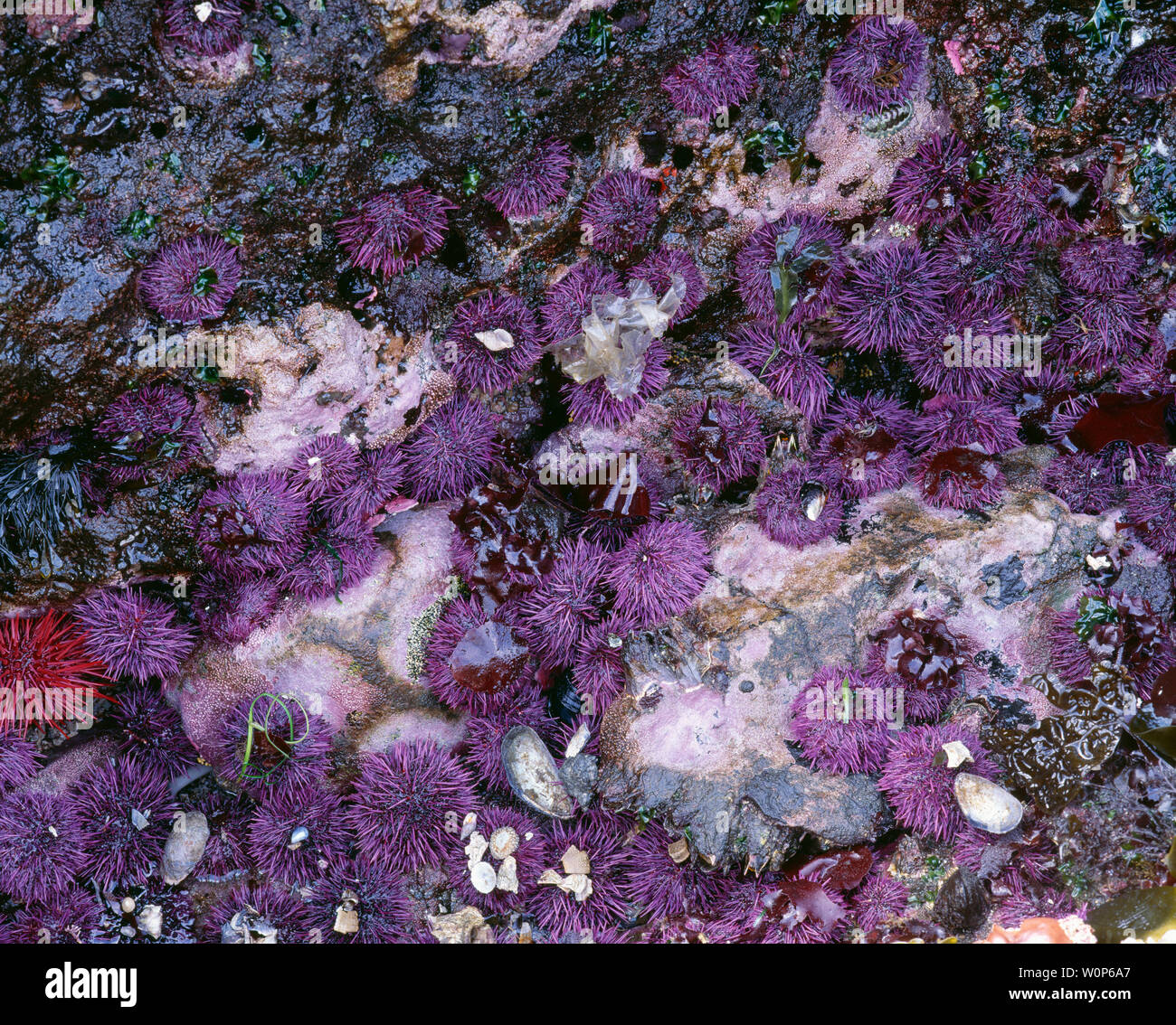 USA, Washington, Olympic National Park, Ebbe enthüllt purple Seeigel und riesigen roten Seeigel. Stockfoto