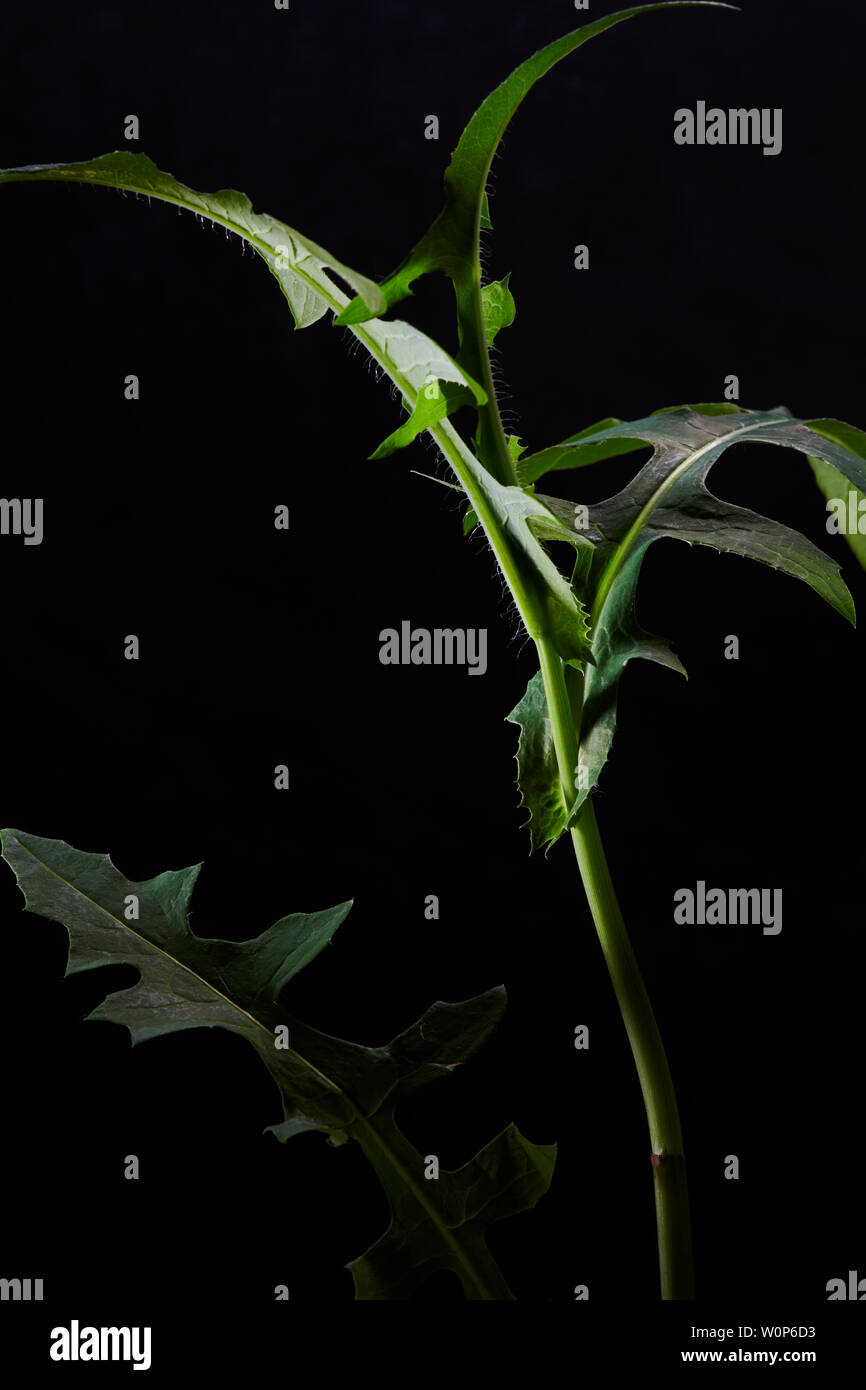 PRICKLY LETTUCE Stockfoto