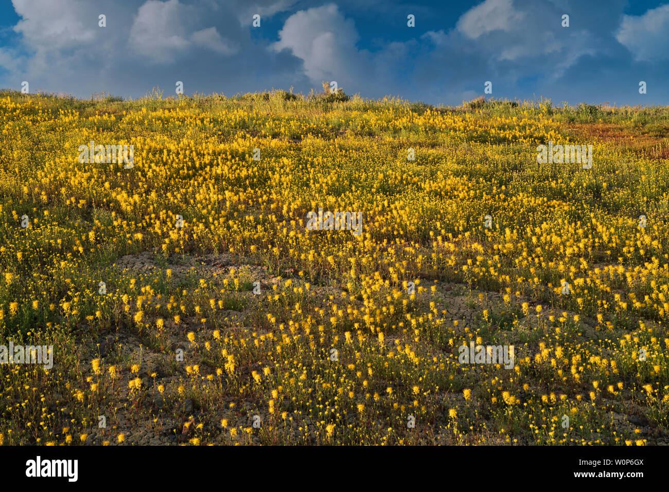 Eine seltene super Blüte Frühling Biene Blumen und chaenactis an den Hängen des Painted Hills in der zentralen Oregon John Day Fossil Beds National Monument. Stockfoto