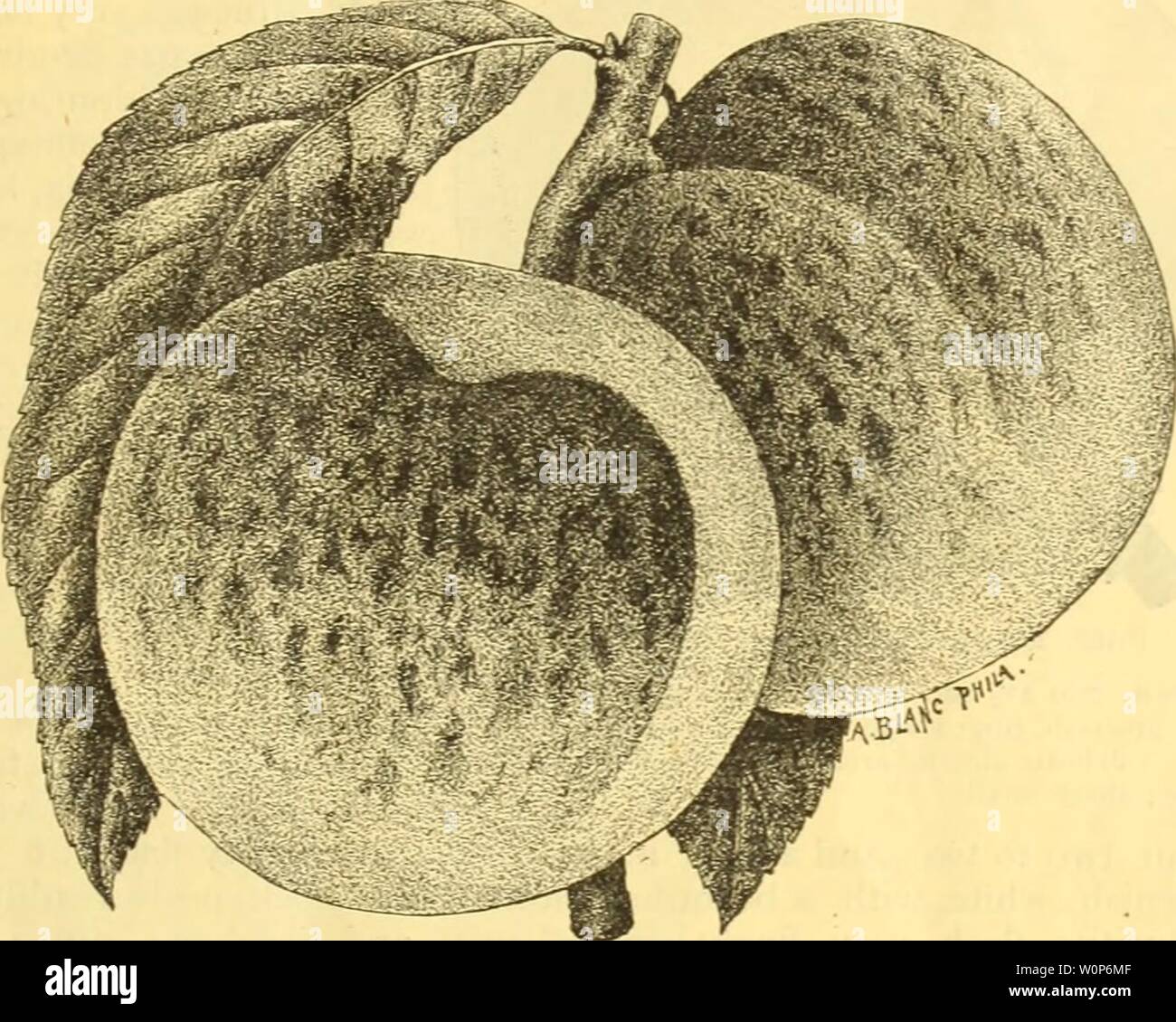 Archiv Bild von Seite 18 der beschreibenden Katalog des Lake George. Beschreibender Katalog der Lake George Baumschulen: Winter 1887-8 wwha descriptivecatal 1887 Jahr: 1887 LAKE GEORGE Baumschulen. I5 BIDWELL IST SPÄT PFIRSICH. âSame Abstammung als Biduell s Früh. In der Größe ähnlich, aber Runder in der Form; Farbe blass gelb, mit rot gespritzt; gute Qualität, ein wenig mehr Säure als der Frühen; hat eine leichte Beschichtung von Fuzz; reift über den 1. Juli, und auf dem Baum drei Wochen hält. lilDWELL S SPÄT PFIRSICH. Erläuterungen. Diese beiden Pfirsiche wurden von Herrn A. I. Bidwell, der Tierarzt - Eran nurseryman entstanden Stockfoto