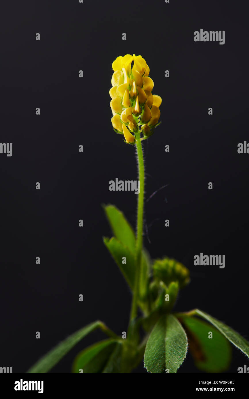 BLACK MEDIC Stockfoto