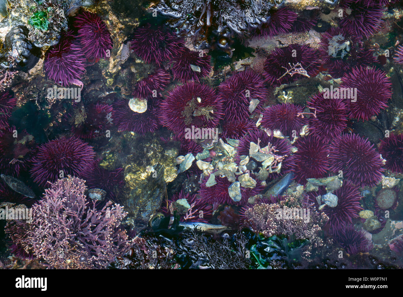 USA, Washington, Olympic National Park, Ebbe enthüllt purple Seeigel. Stockfoto