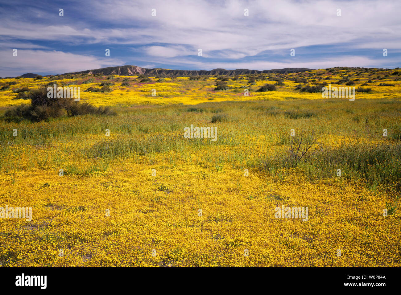 Winter El Nino regen erstellen die Feder Super Bloom von 2019 mit Teppichen von Goldfields in der Blüte an der Kalifornischen Carrizo Plain National Monument. Stockfoto
