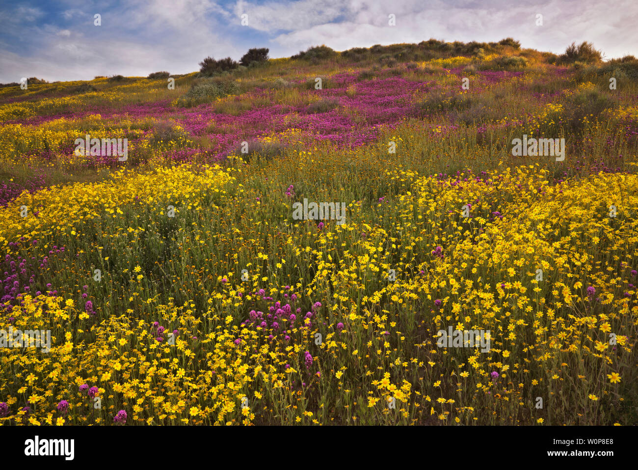 Hang Gänseblümchen der Teppich Kalifornien Carrizo Plain National Monument im Frühjahr Super Bloom von 2019. Stockfoto