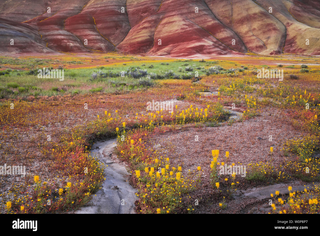 Eine seltene super Blüte Frühling Biene Blumen und chaenactis an den Hängen des Painted Hills in der zentralen Oregon John Day Fossil Beds National Monument. Stockfoto