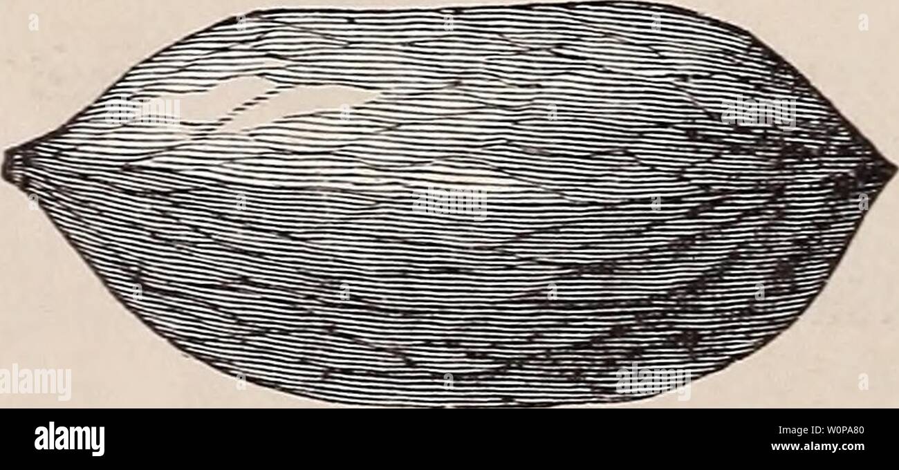 Archiv Bild von Seite 29 der beschreibenden Katalog von Obst und. Beschreibender Katalog der Früchte und Blumen descriptivecatal 1893 cher Jahr: 1893 Japa) ich MaviniotJi Cliestniil. Mutter OBSTBÄUMEN. senken und mehr, wodurch eine vollständige, oval geleitet, schöner Schatten Baum, und unter günstigen Bedingungen des schnellen Wachstums. Wenn die Nachfrage nach diesem Land geliefert wird, um niedrige Preise, Generationen, die gekommen und gegangen sind, denn wir haben die Märkte in Deutschland, England, Frankreich, Spanien und Italien, von denen keine diese feinsten Pekannüsse je gesehen haben. Zusätzlich zu dieser, eine andere Tatsache ist gekommen Stockfoto