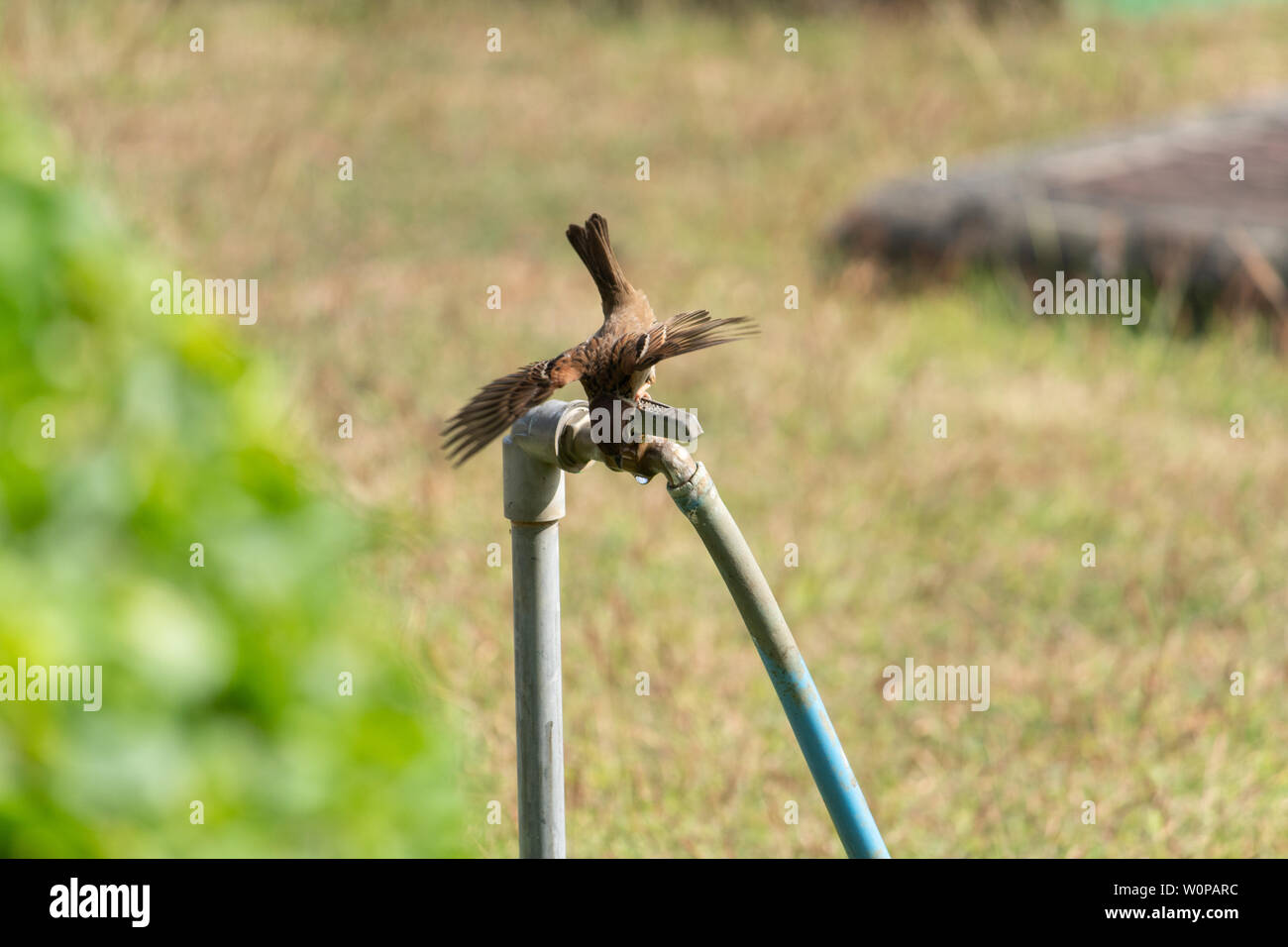 Ein indonesischer Feldsperling (Passer montanus) gierig, öffnen Sie es Flügel, Getränke Wasser Tropfen aus dem Wasserhahn auf heißen Tag. Schließen Foto Stockfoto